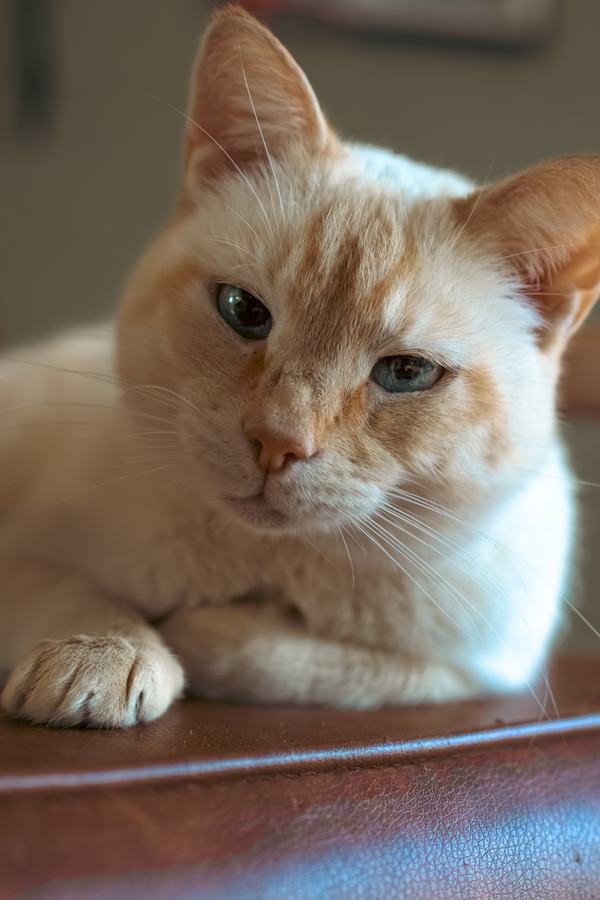 A cream cat resting on a leather chair