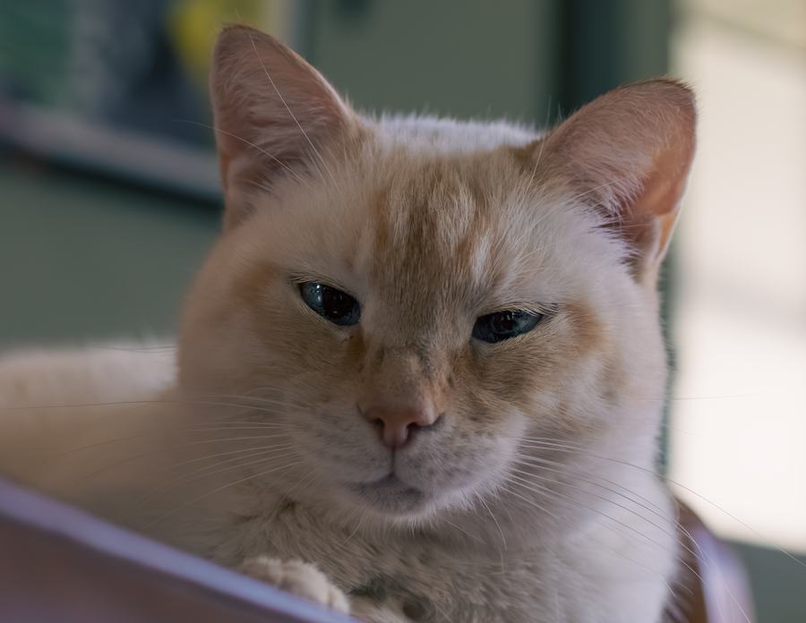 A cream cat, eyes half closed