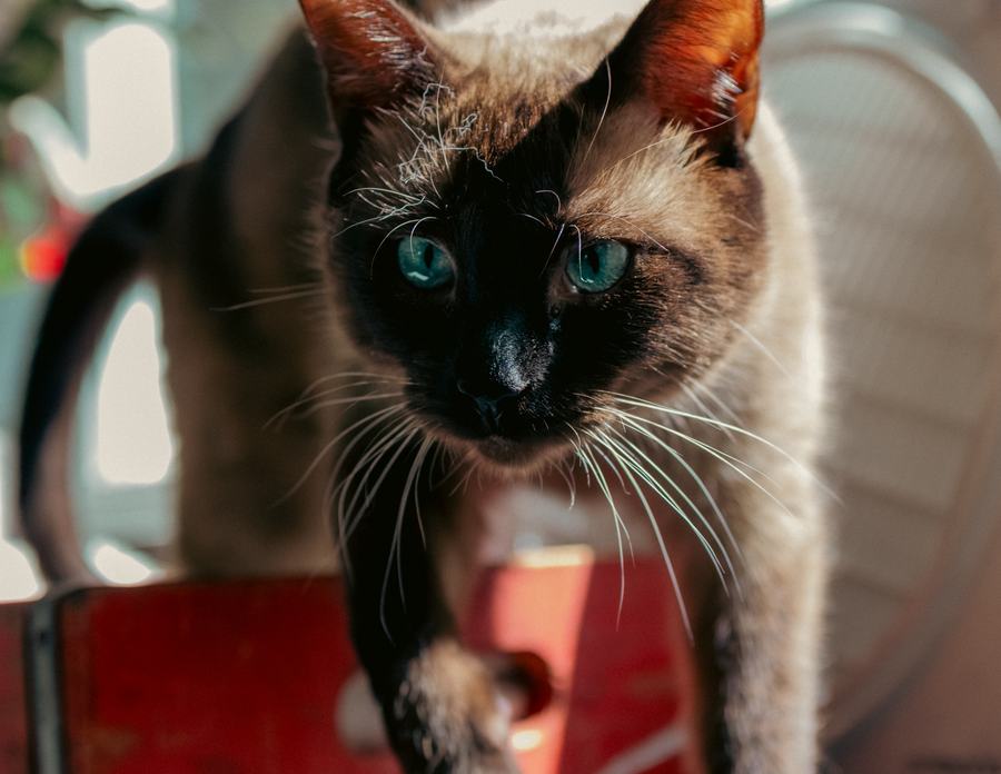 A Siamese stepping toward the camera