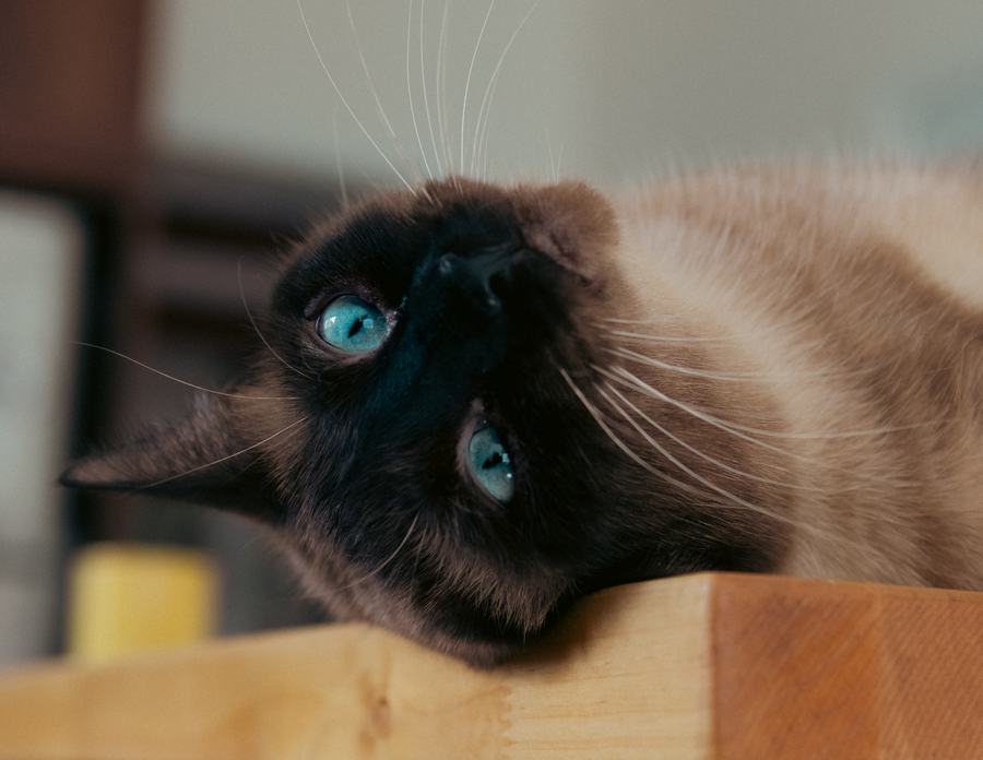 A Siamese with blue eyes, head tilted on a table
