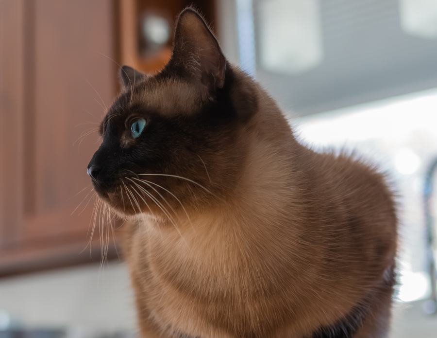 A Siamese in profile