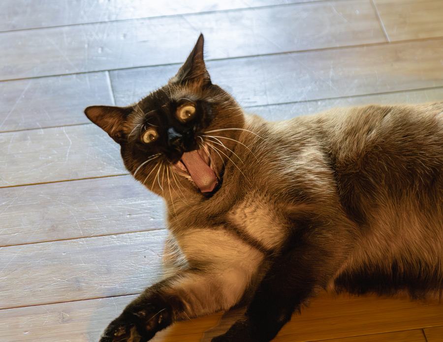A Siamese mid-yawn on the floor
