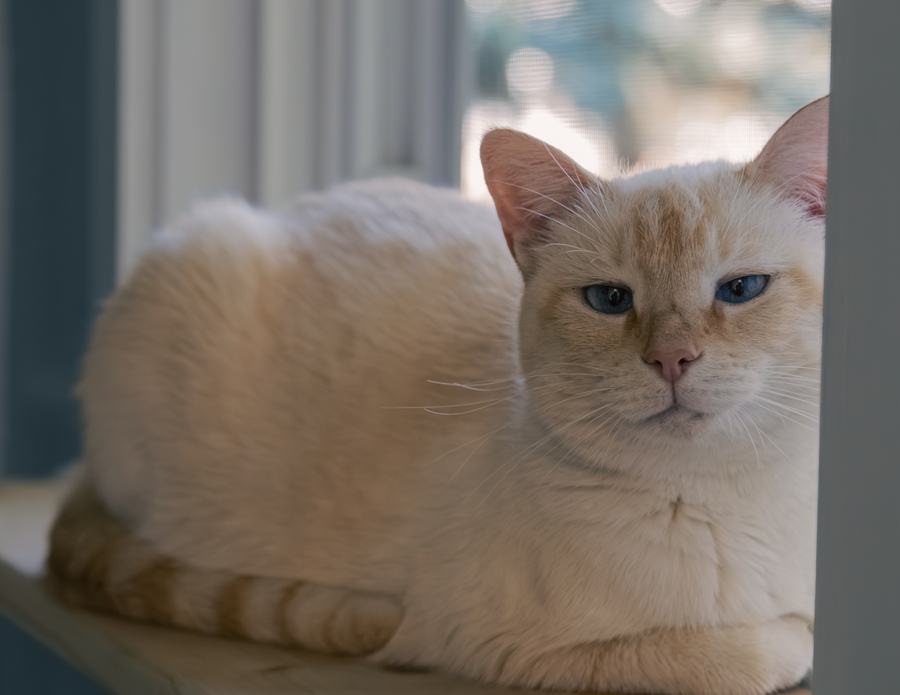 A cream cat curled on a windowsill