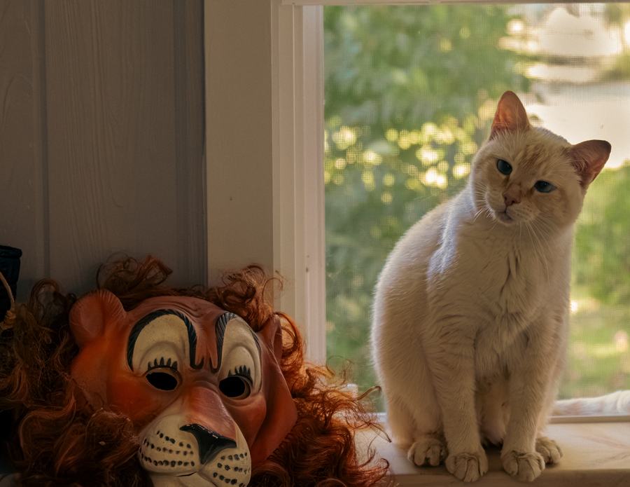 A cream cat beside a lion mask in the window