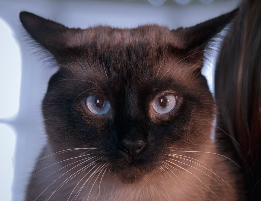 A Siamese portrait