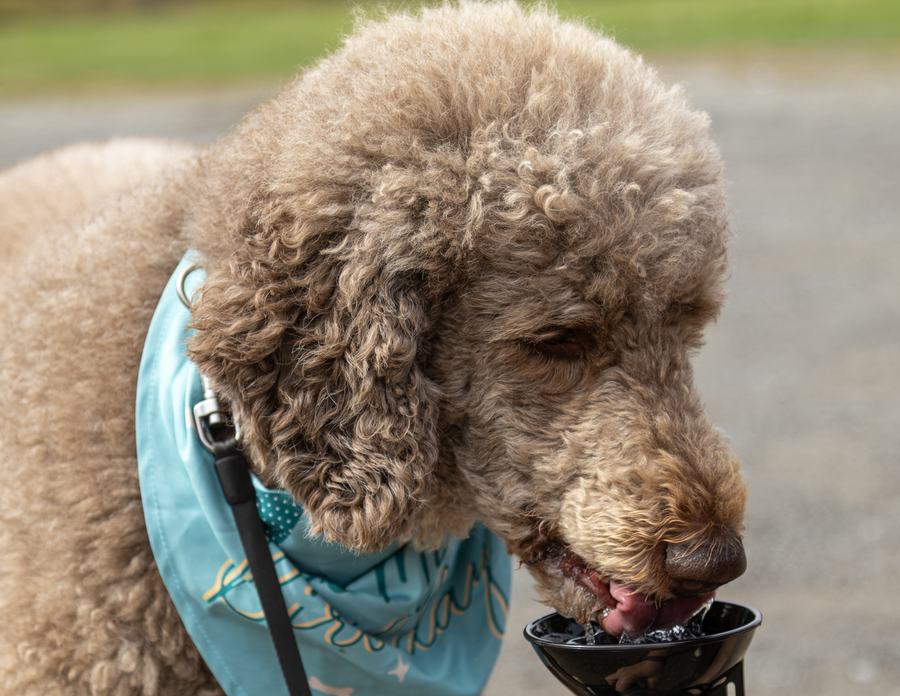 A poodle in a bandana drinking from a bowl