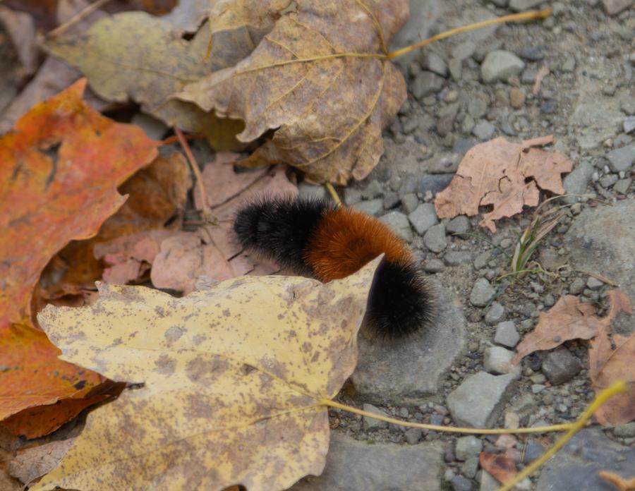 A woolly bear caterpillar among fallen leaves