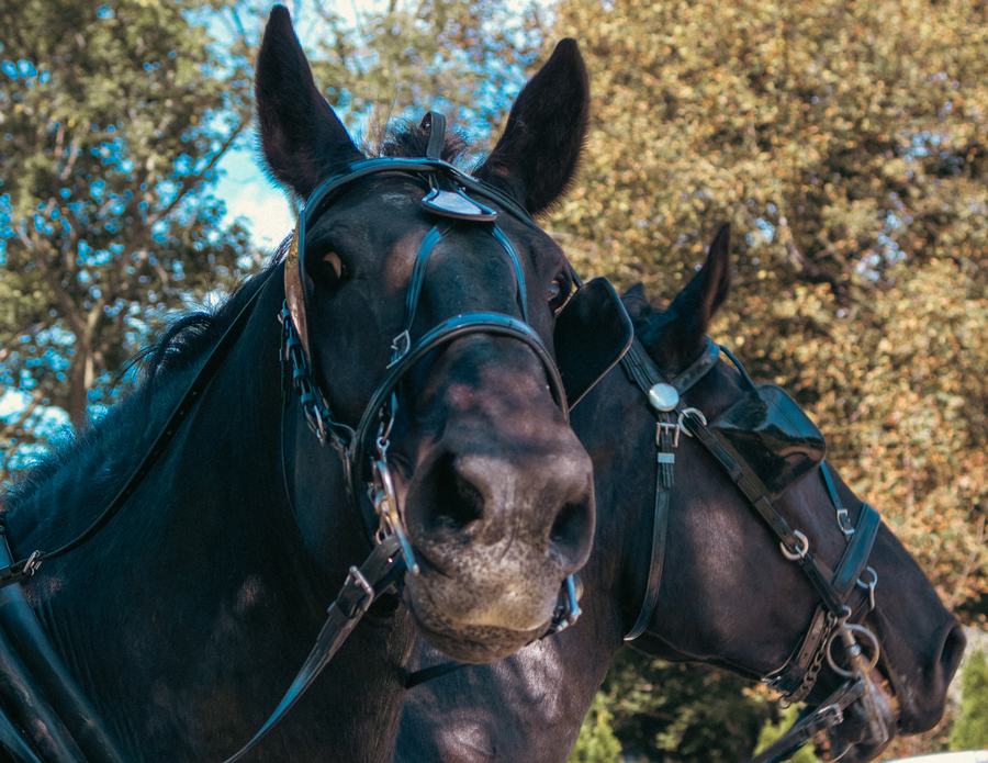 Two dark horses in harness