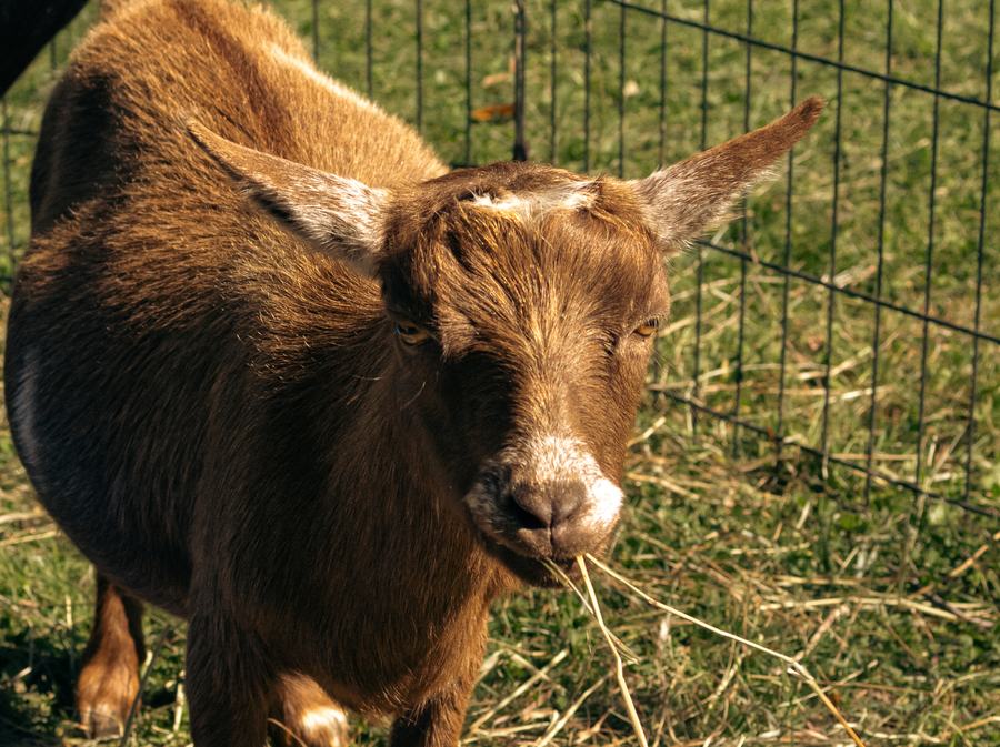A brown goat at the fence