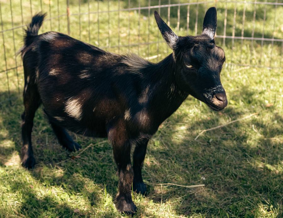 A black goat in dappled light