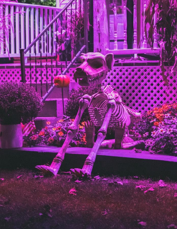A skeleton lounging in magenta light