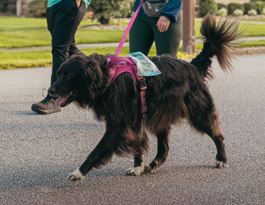 A shaggy black dog on the course