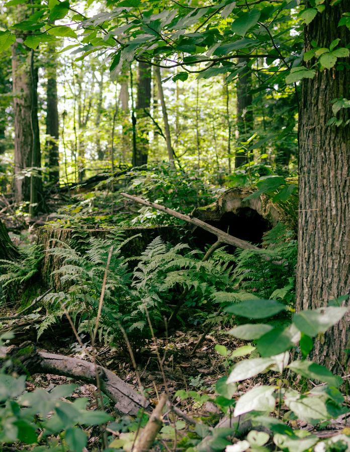 Ferns and fallen logs in the woods