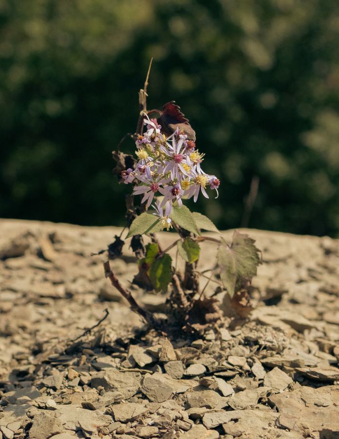 A small flowering plant growing from shale