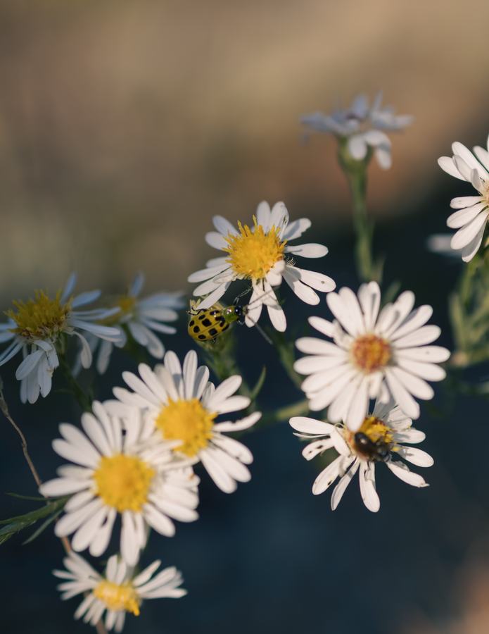 White asters with a ladybug