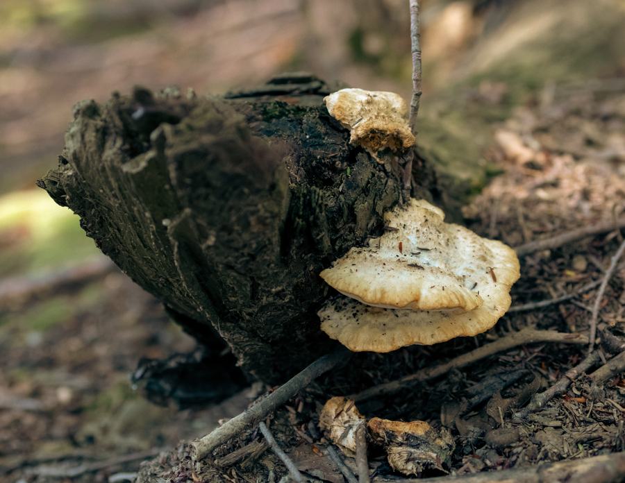 Pale bracket fungus on a dark stump