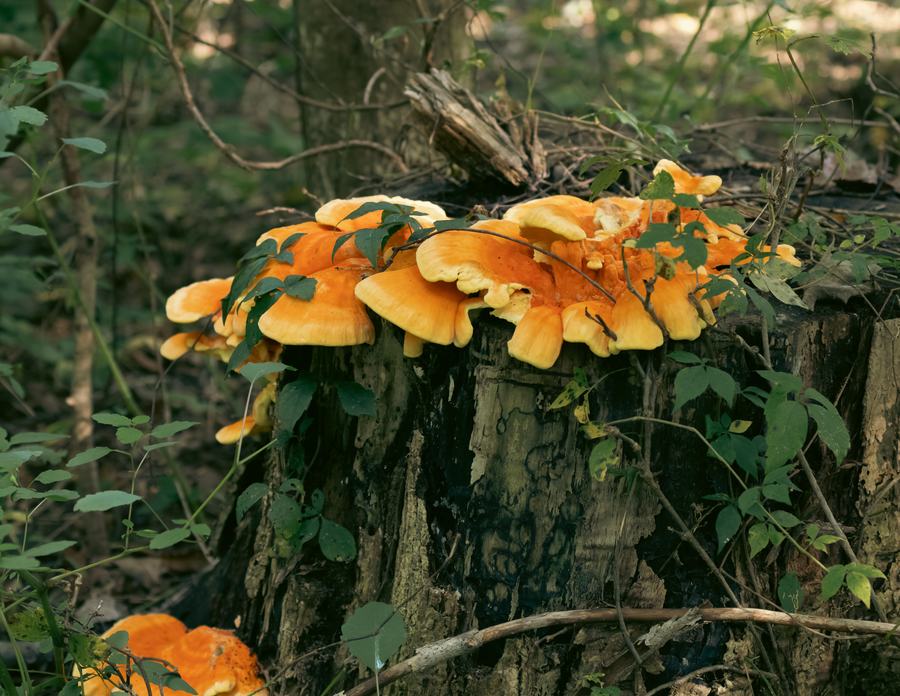 Orange chicken-of-the-woods on a stump