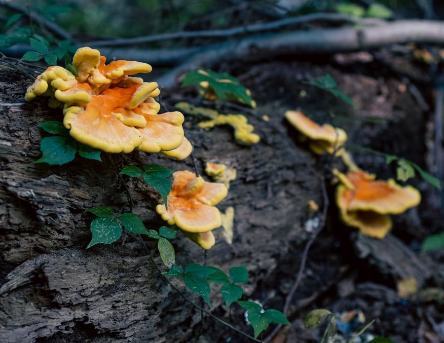 Orange fungus spreading across a log